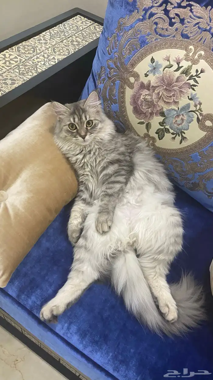 قطة للتبني المؤقت 3