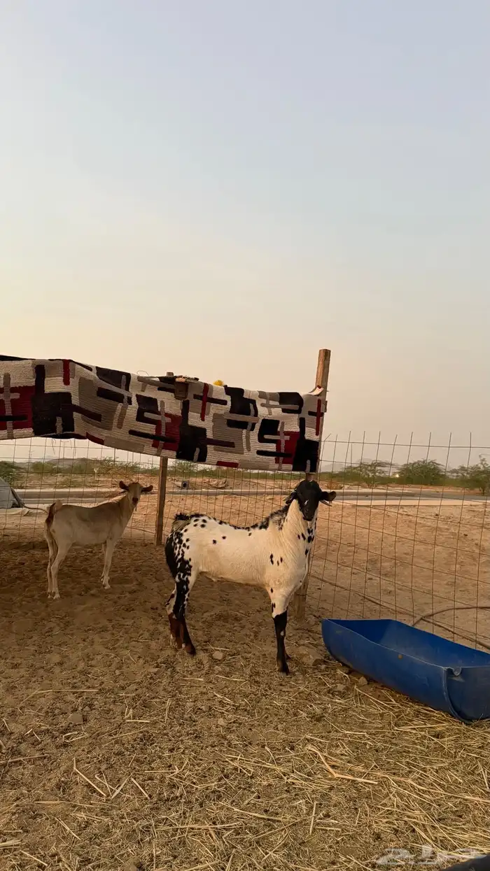 تيس بيشي امرخ 0