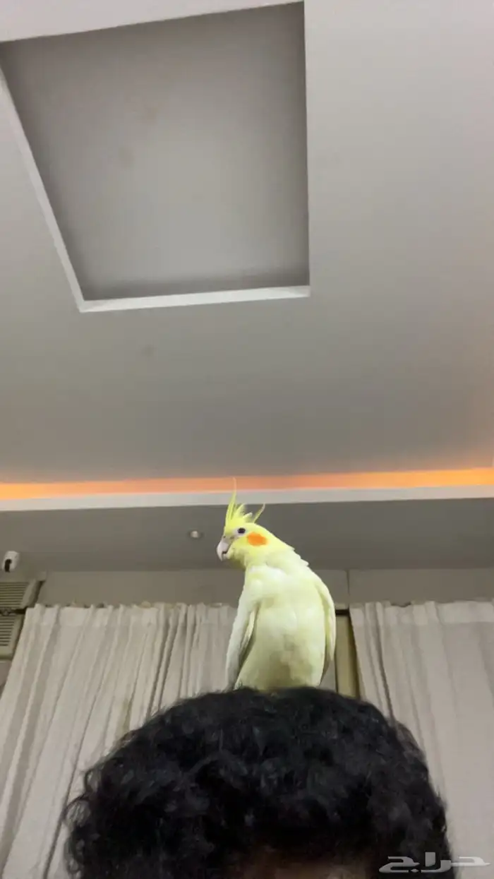 كروان هدد خارجي 0