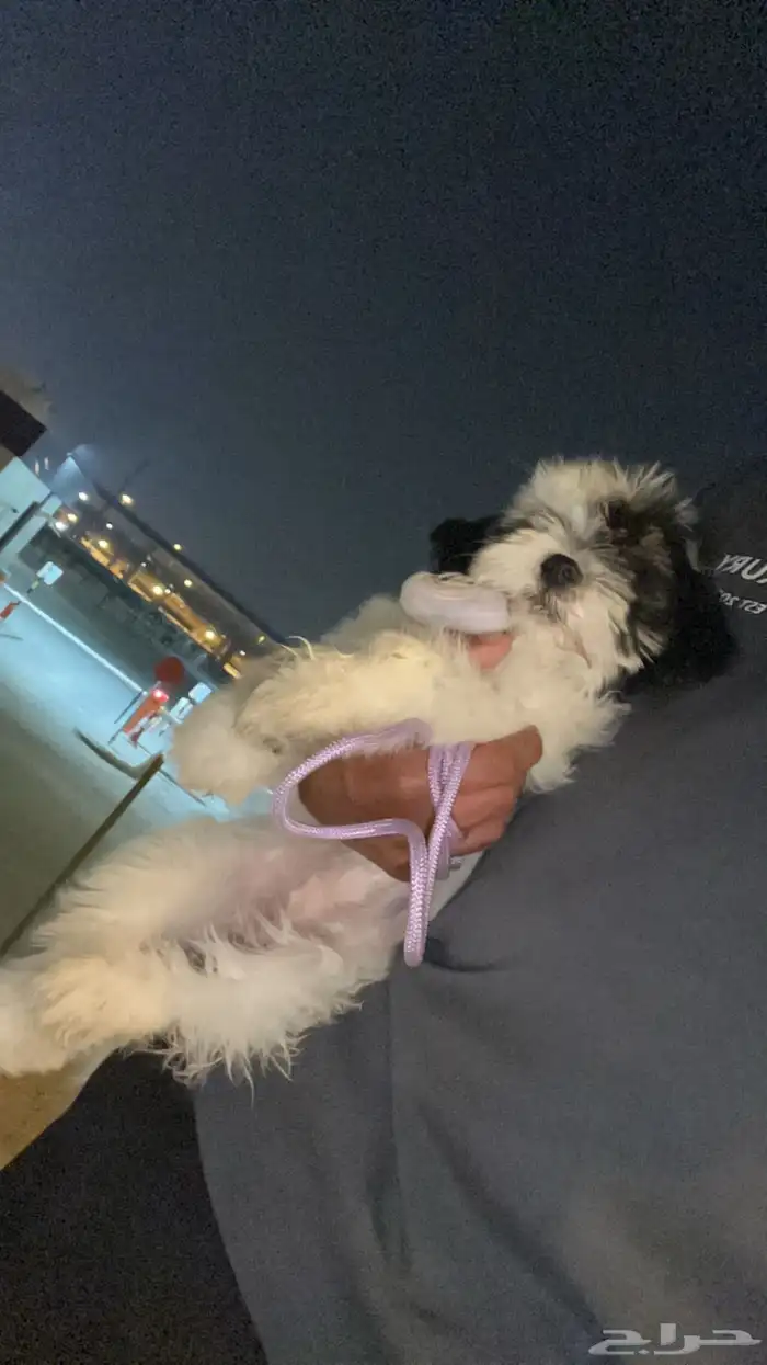 للبيع جرو شيتزو بعمر شهرين 1