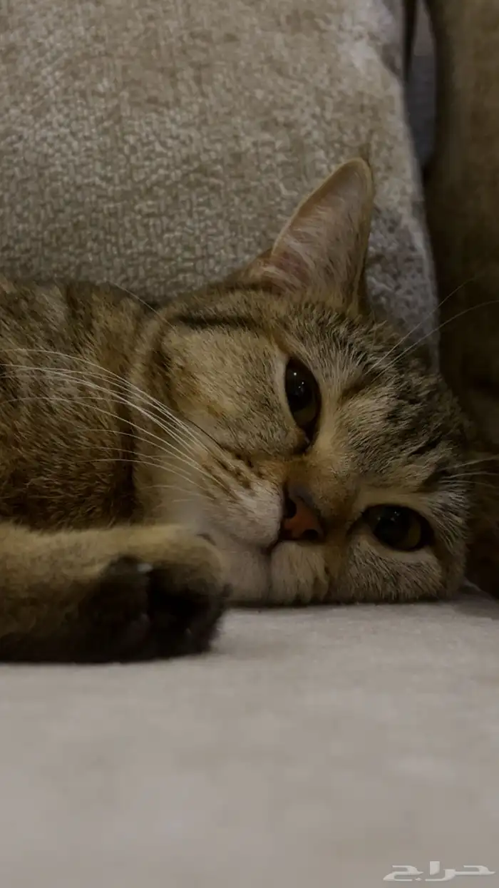قطه للتبني 9