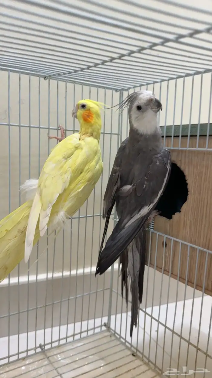 طيور كروان للبيع 5