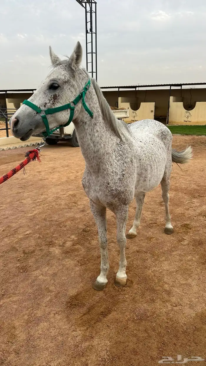 فرس صفراء شيخه 0