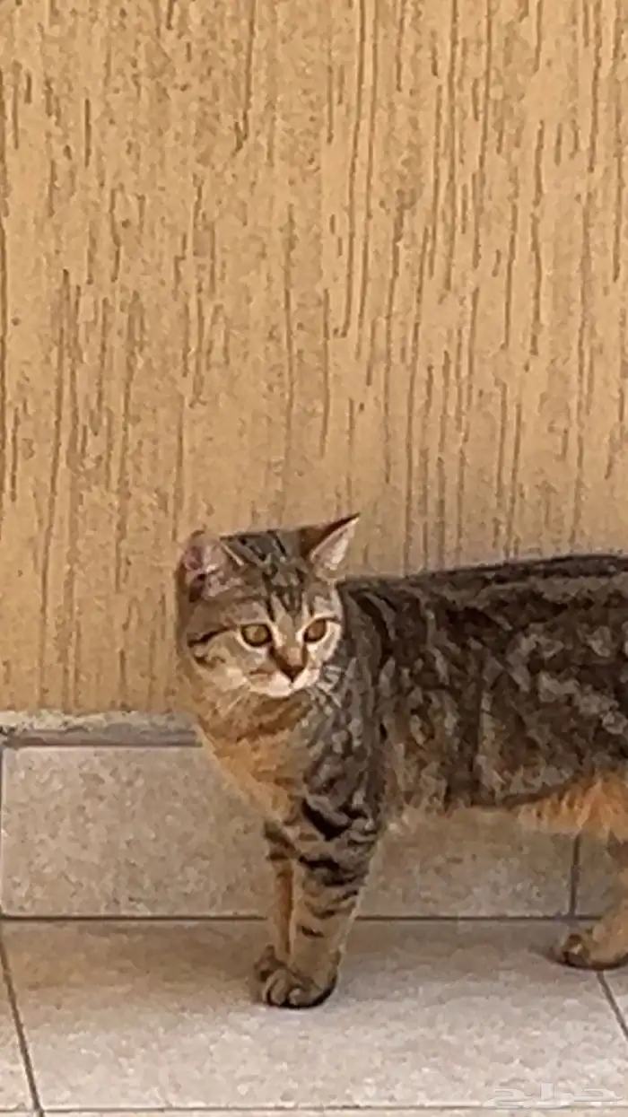 قطه للتبني 14