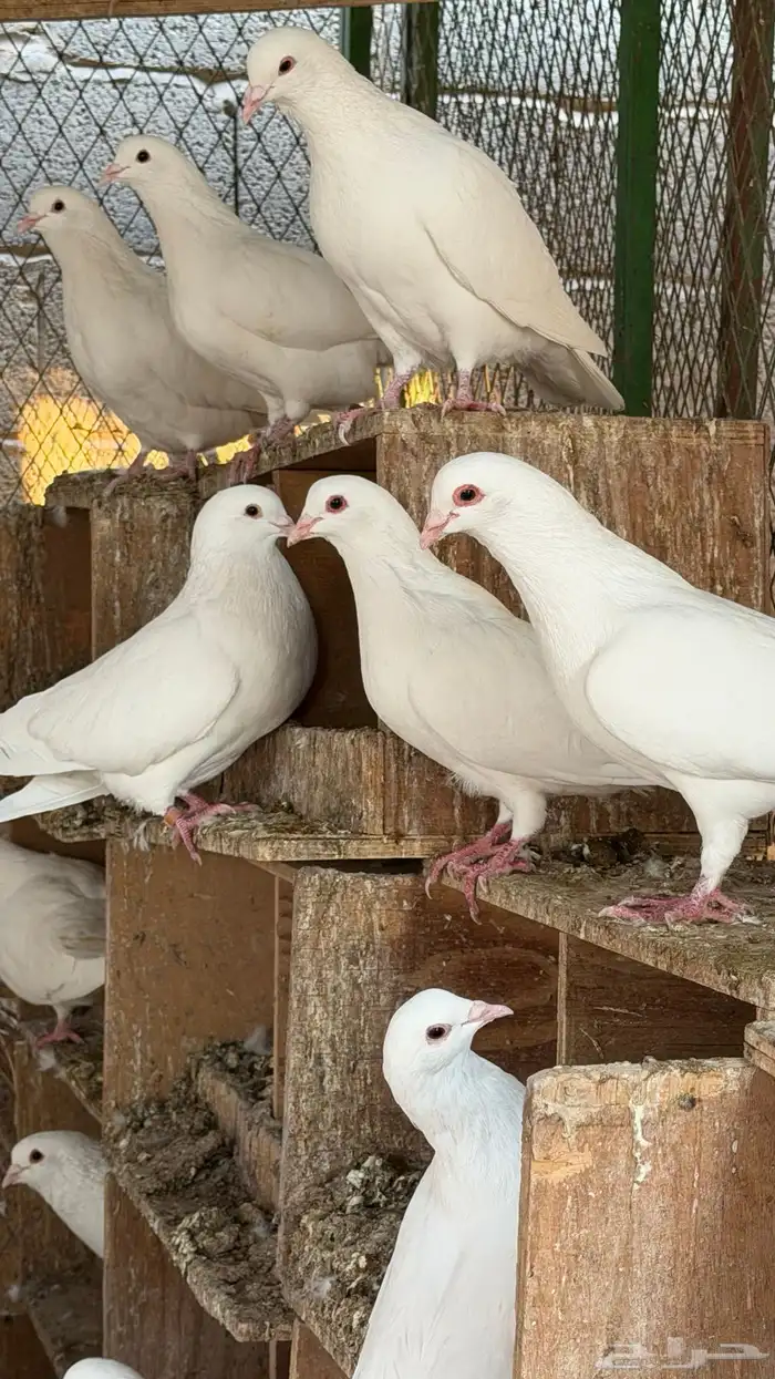 حمام لاحم فرنسي سوبر جامبو وجامبو 1