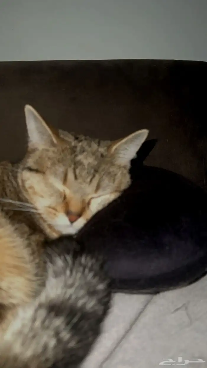 قطه للتبني 13