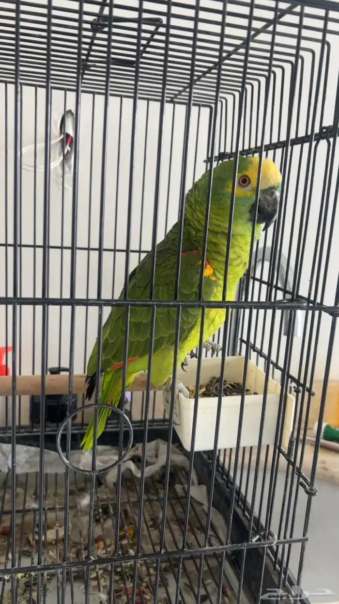 بغبغاء امزوني 2