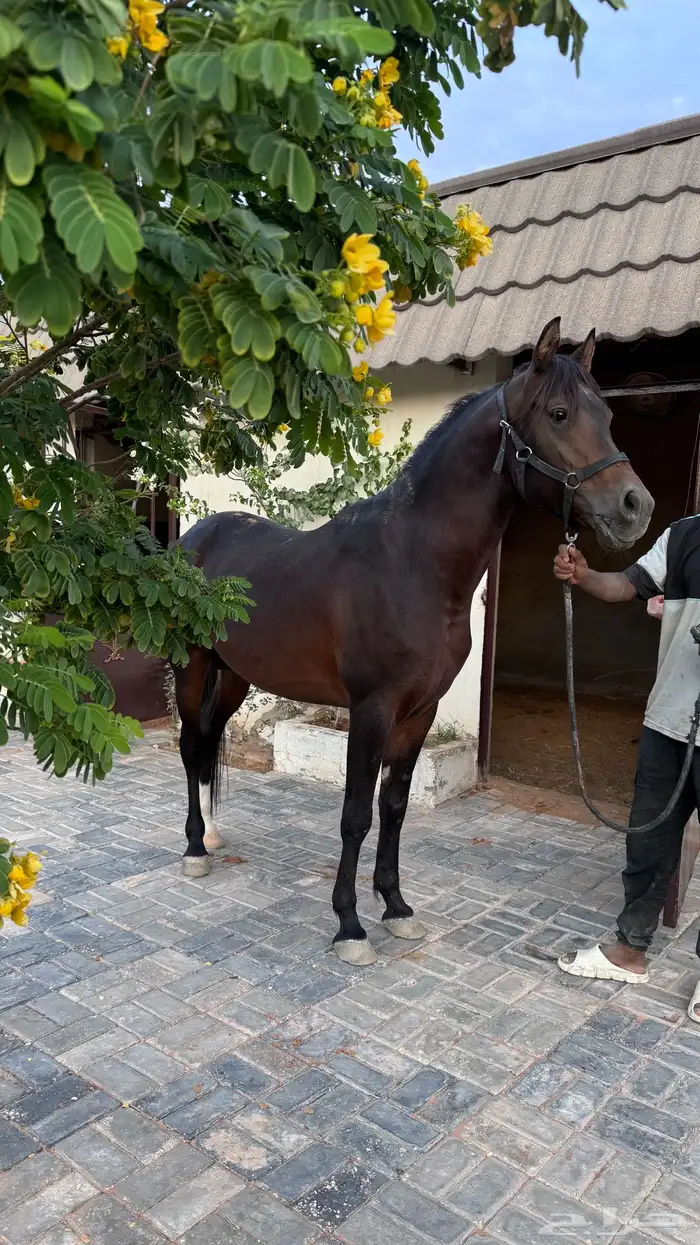 مربط ومنتجع للإيجار اليومي 14