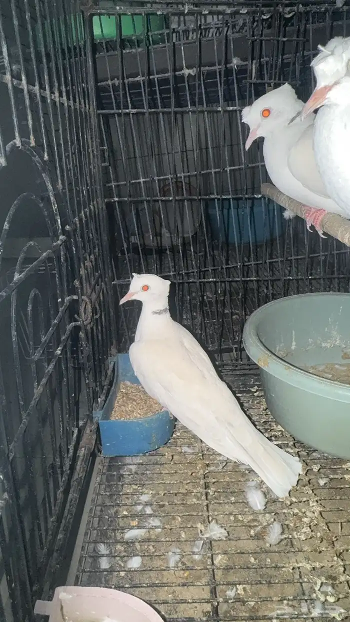 اجواز ياكريم دبل كرست 5