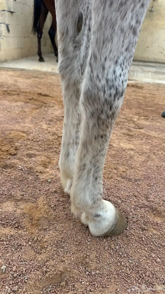 فرس صفراء شيخه 5