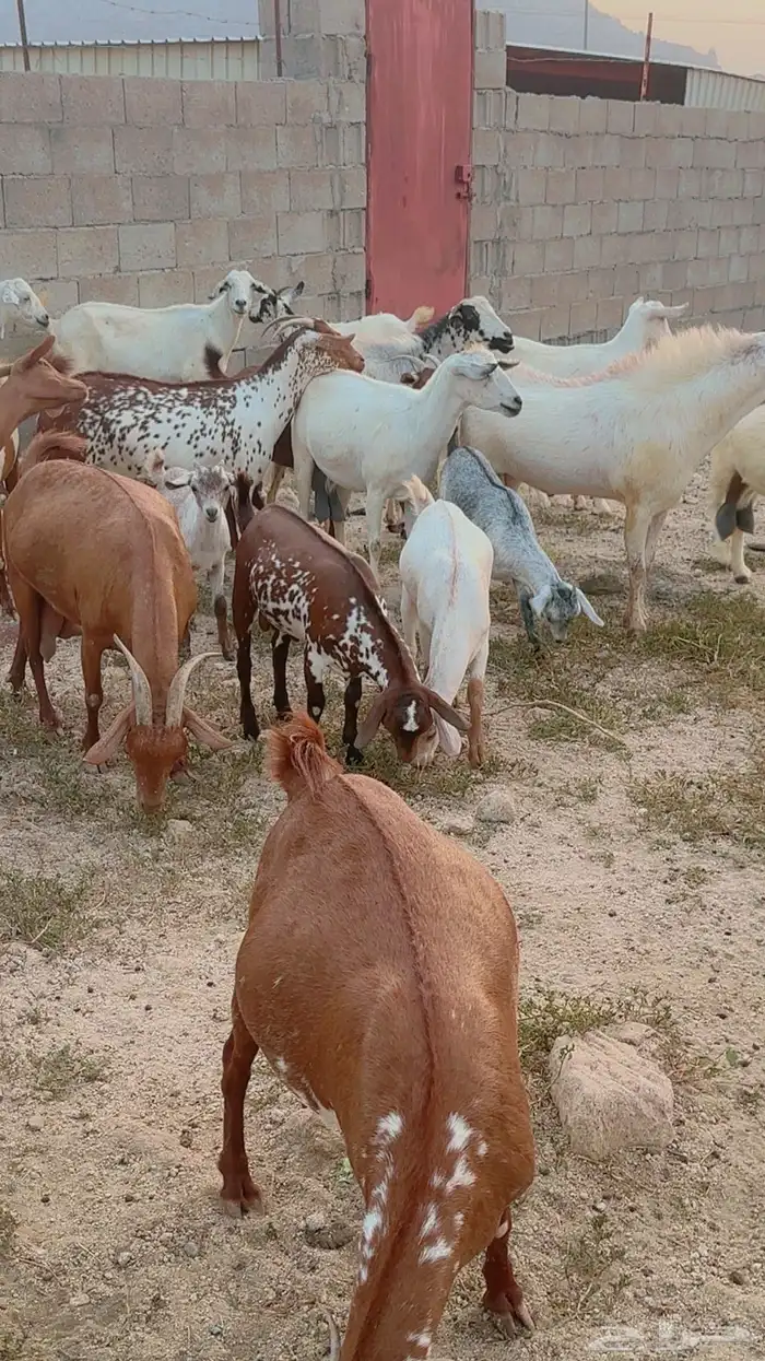 ماعز جنوبي نوع فاخر للبيع 1