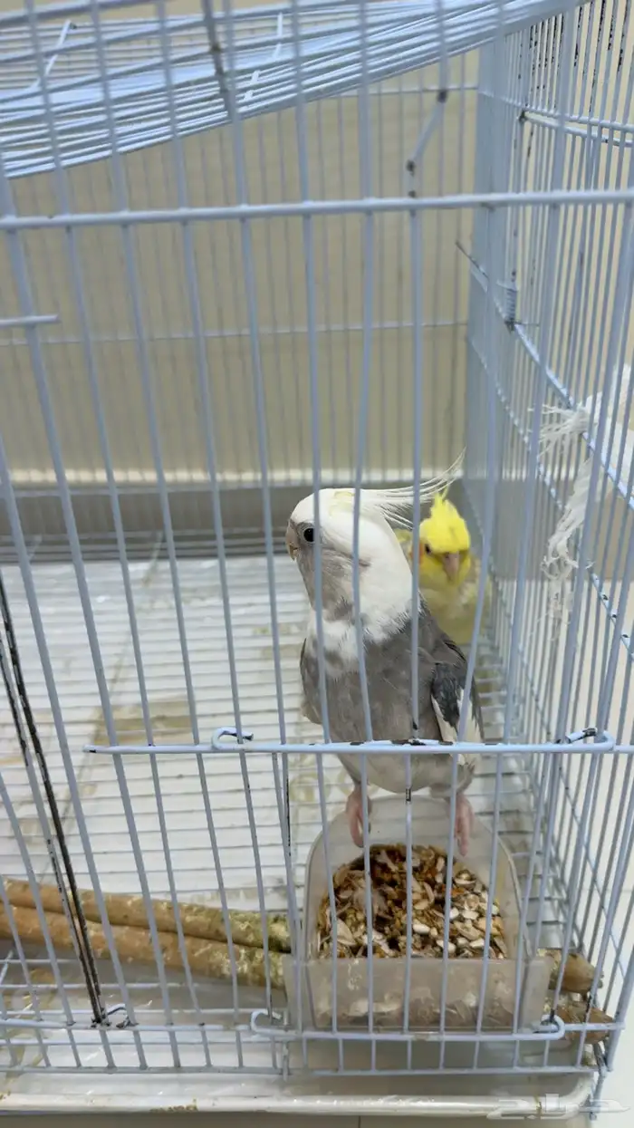 طيور كروان للبيع 1