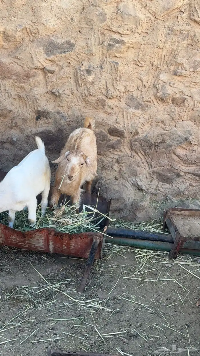 تيس عارضي سمين كفو سليم من الامراض 0