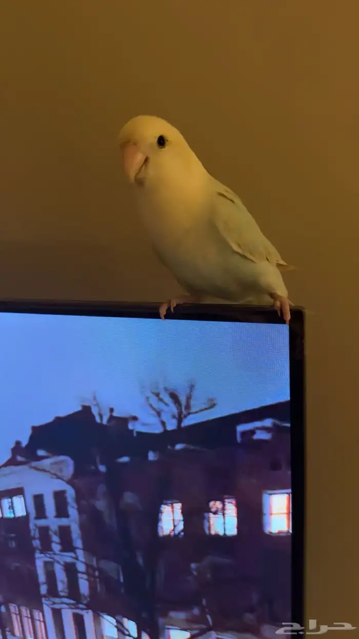 بيع طير روز 0