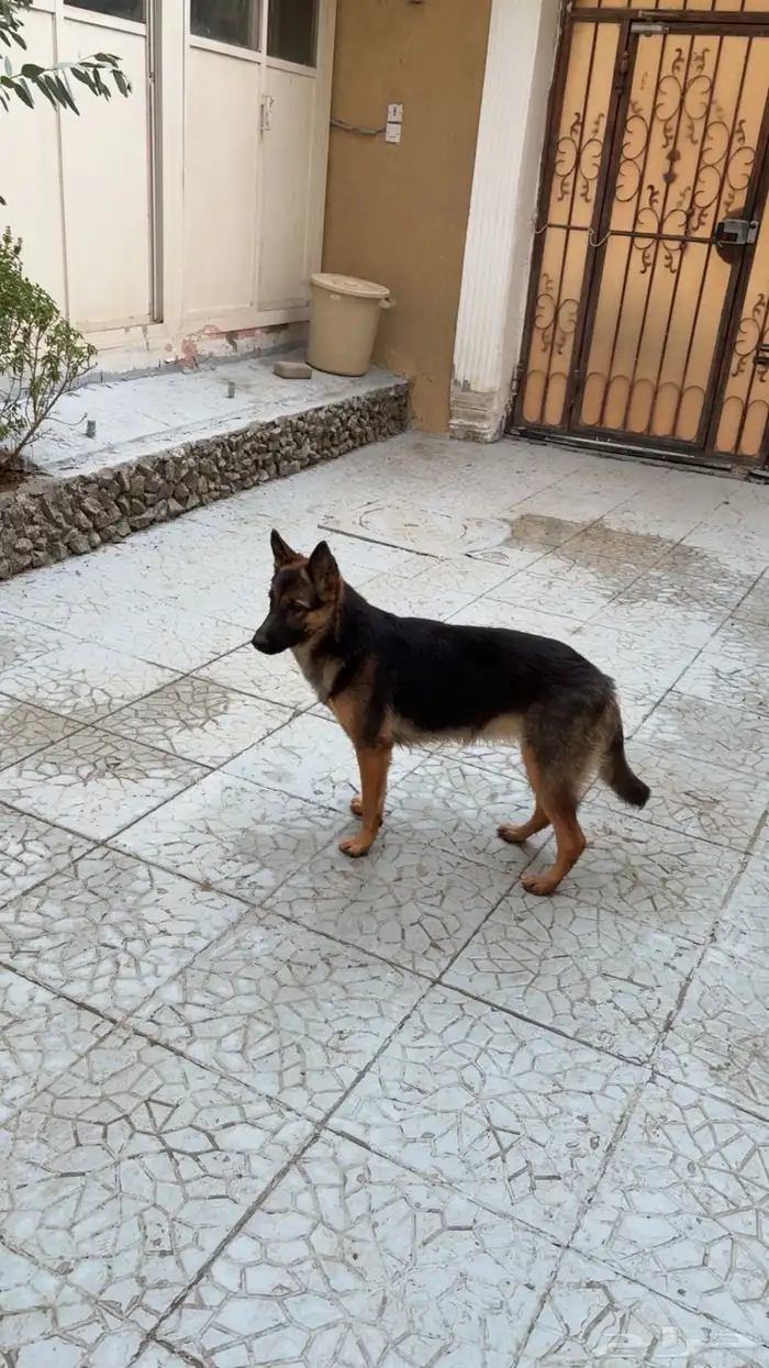 كلب جيرمان شيبرد 1