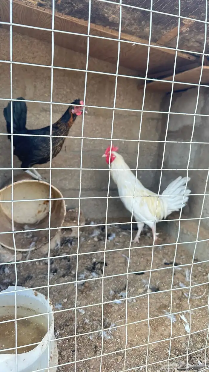 طقمين دجاج 2