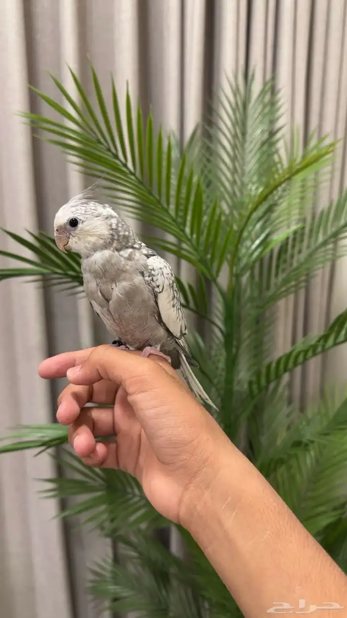 فرخ كروان اليف للبيع 0