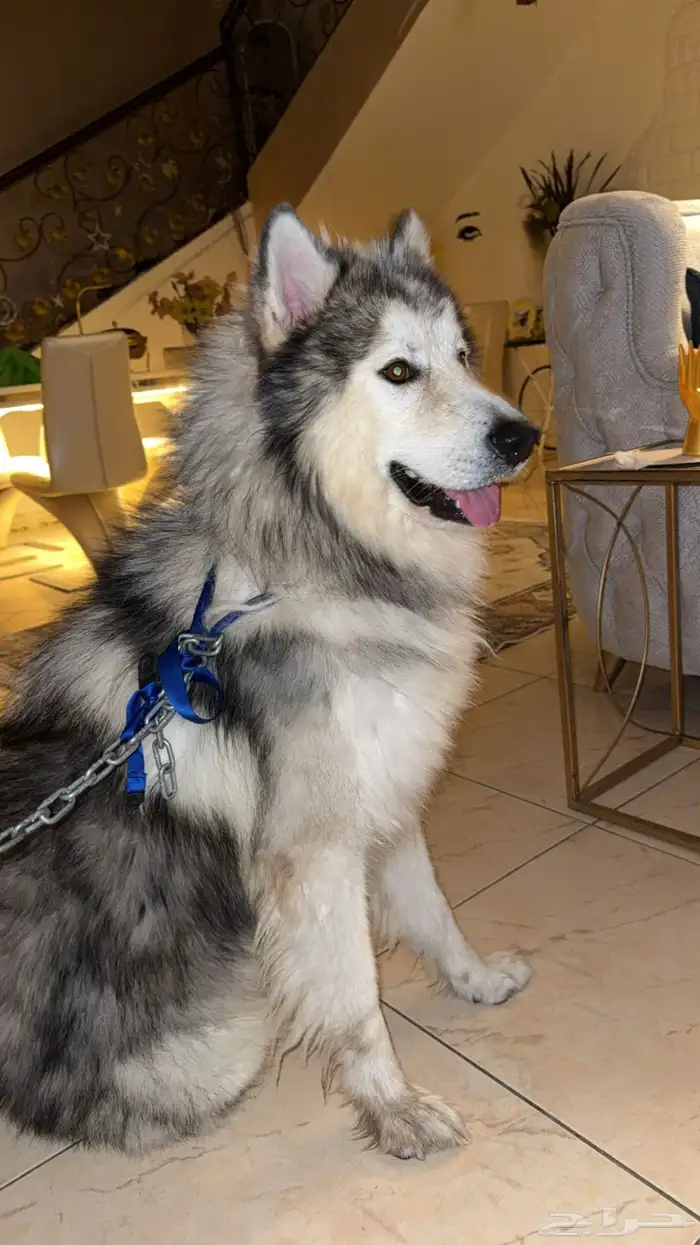 هاسكي للبيع 2