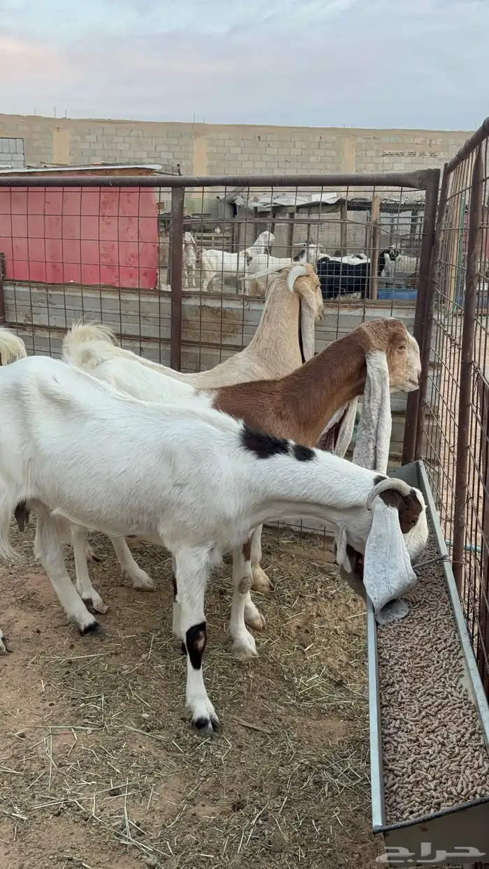 معزاء مشاريك 8