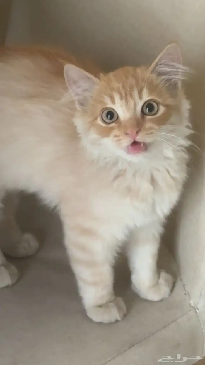 قط شيرازي 3
