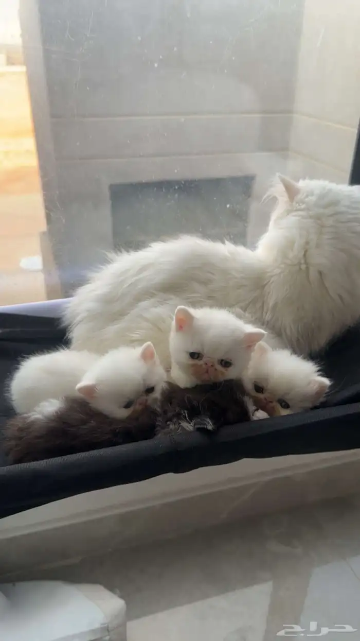 كيتن بيكي فيس 3