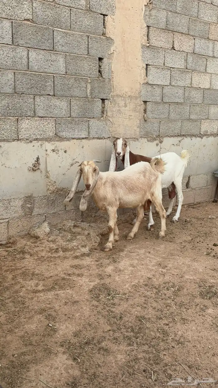 معزاء مشاريك 1