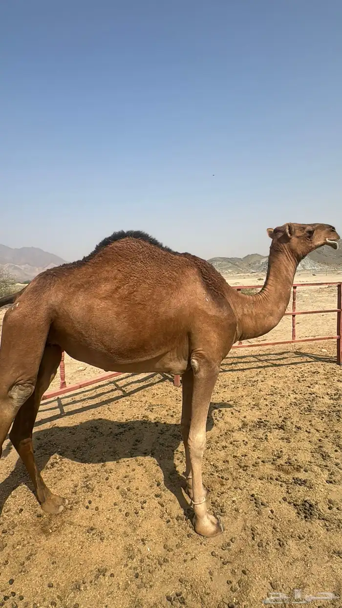 للبيع بكره ثنيه حمرا ساحلية حد 7 الاف 2