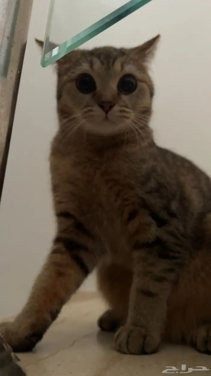 قطه للتبني 11
