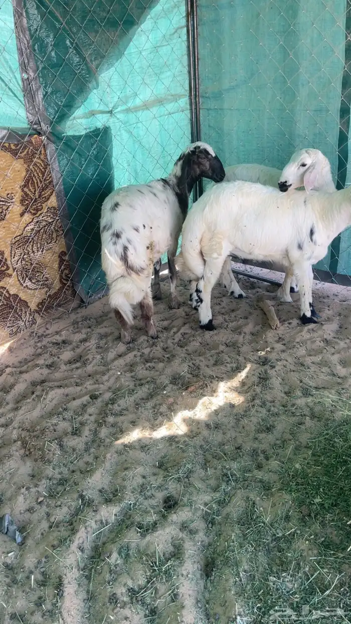 ثلاثه خرفان بلديه زبده 3