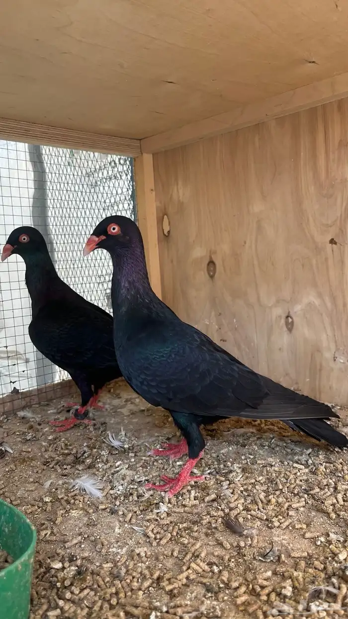 حمام الدنش الملكي 0