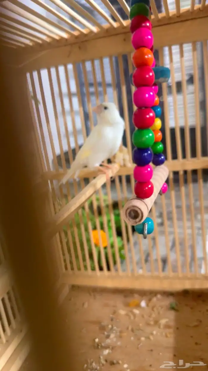 كناري ذكر ابيض جاهز 6