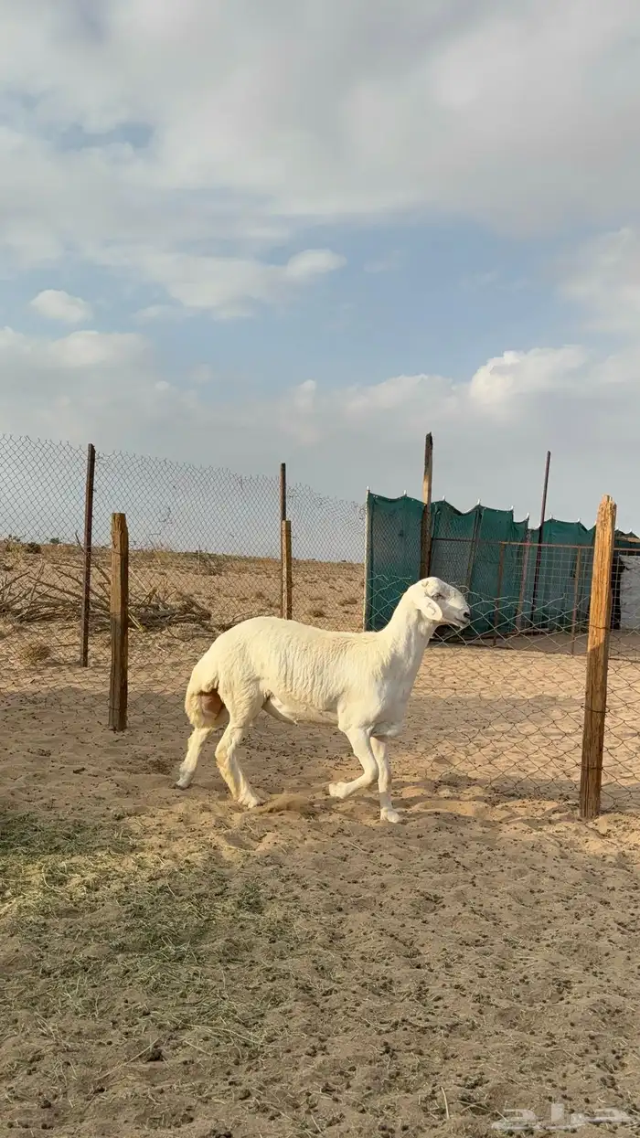 مشروع فحل صنف الصنف 1