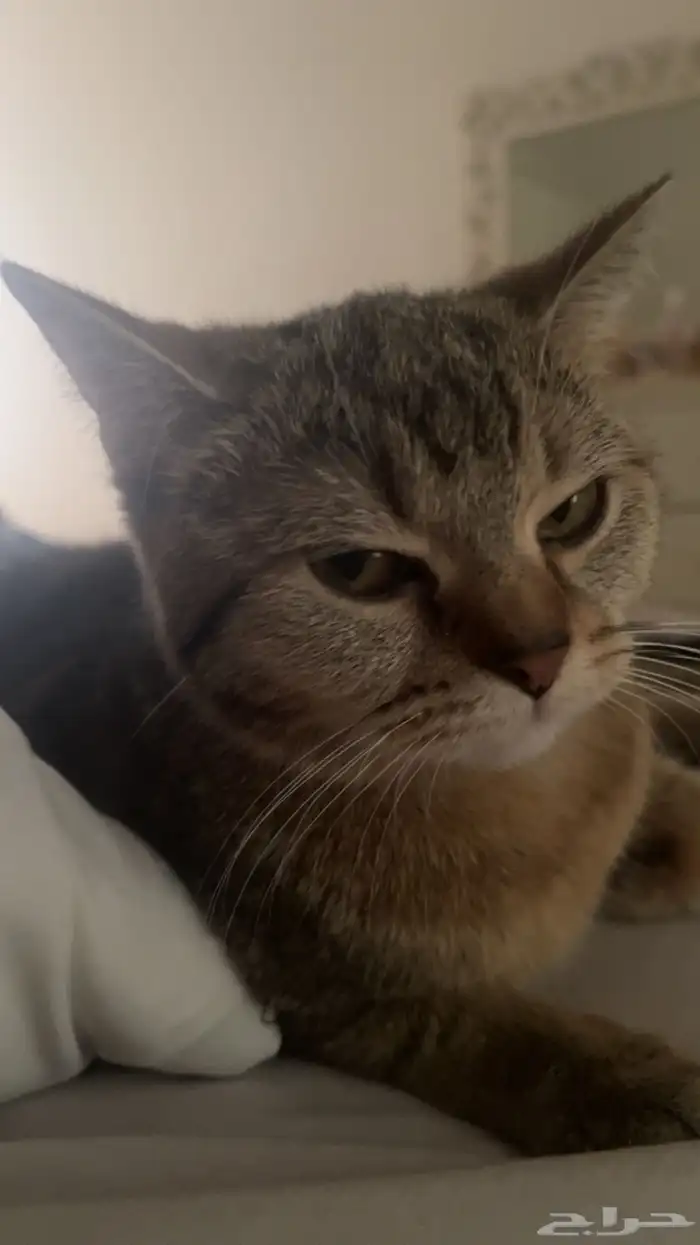 قطه للتبني 4
