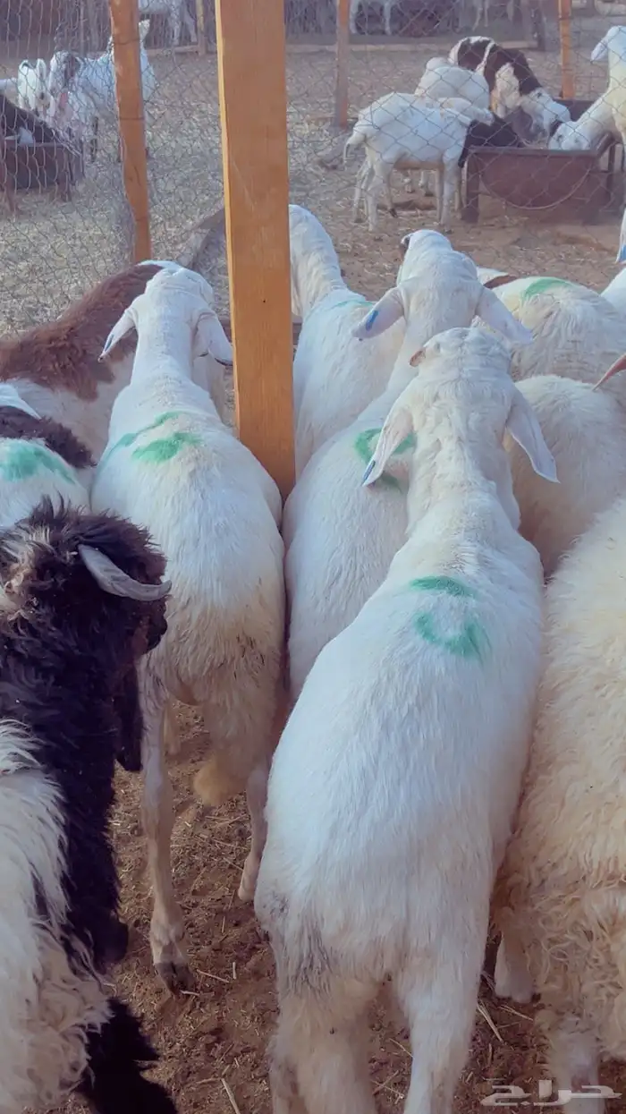 طليان سواكن مرابي 4 شهور فل شحم 2