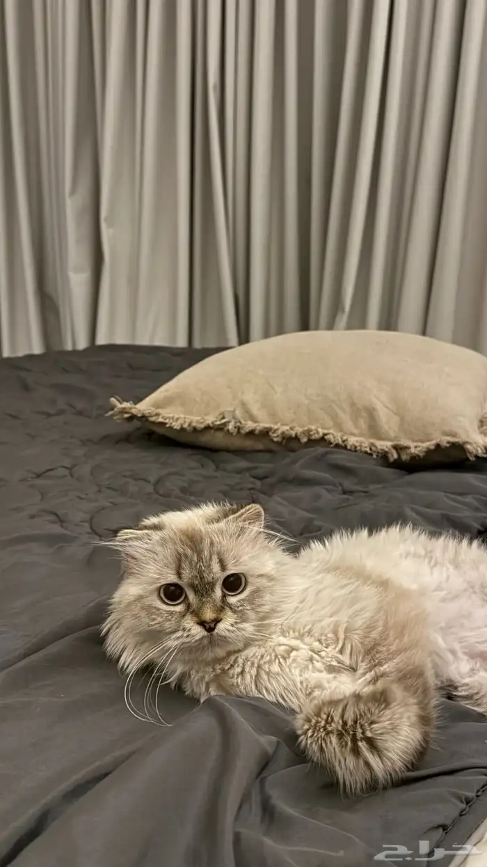 قطه شيرازي 1