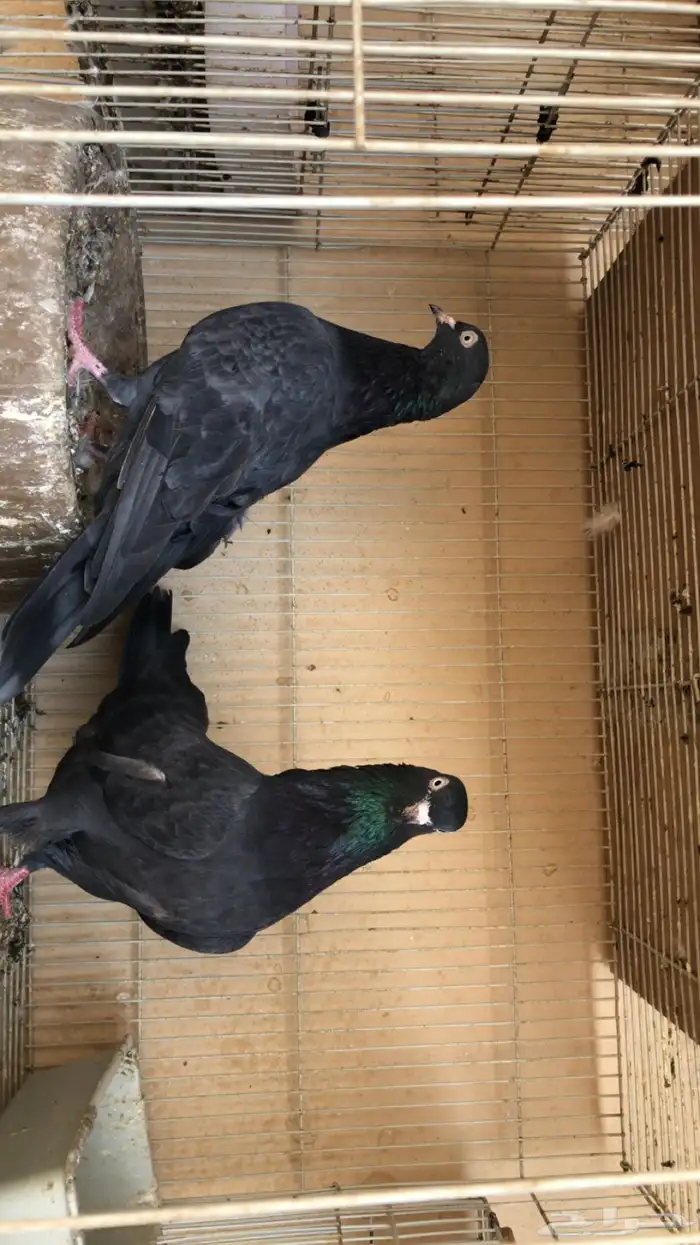 حمام باكستاني 1