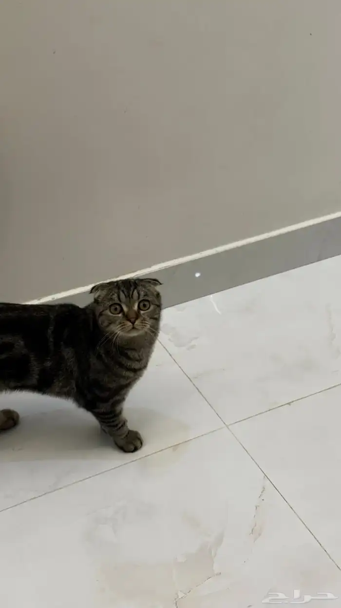 قط للبدل بانثى النوع سكوتش فولد شورت هير تايقر 3