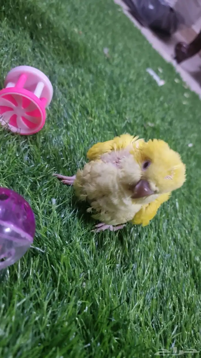 كويكر لاتينو اليف جدا وحجم سوبر جامبو انتاج محلي 3