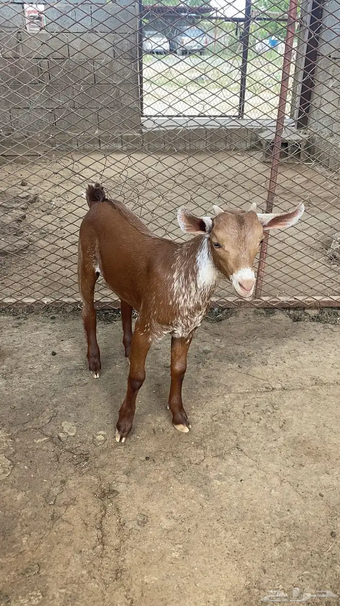 مشروع فحل اوشح ادغس 3