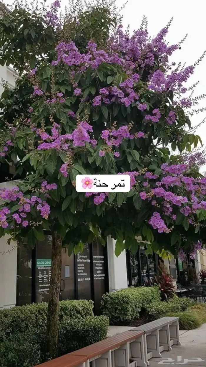 حدائق منزلية 7