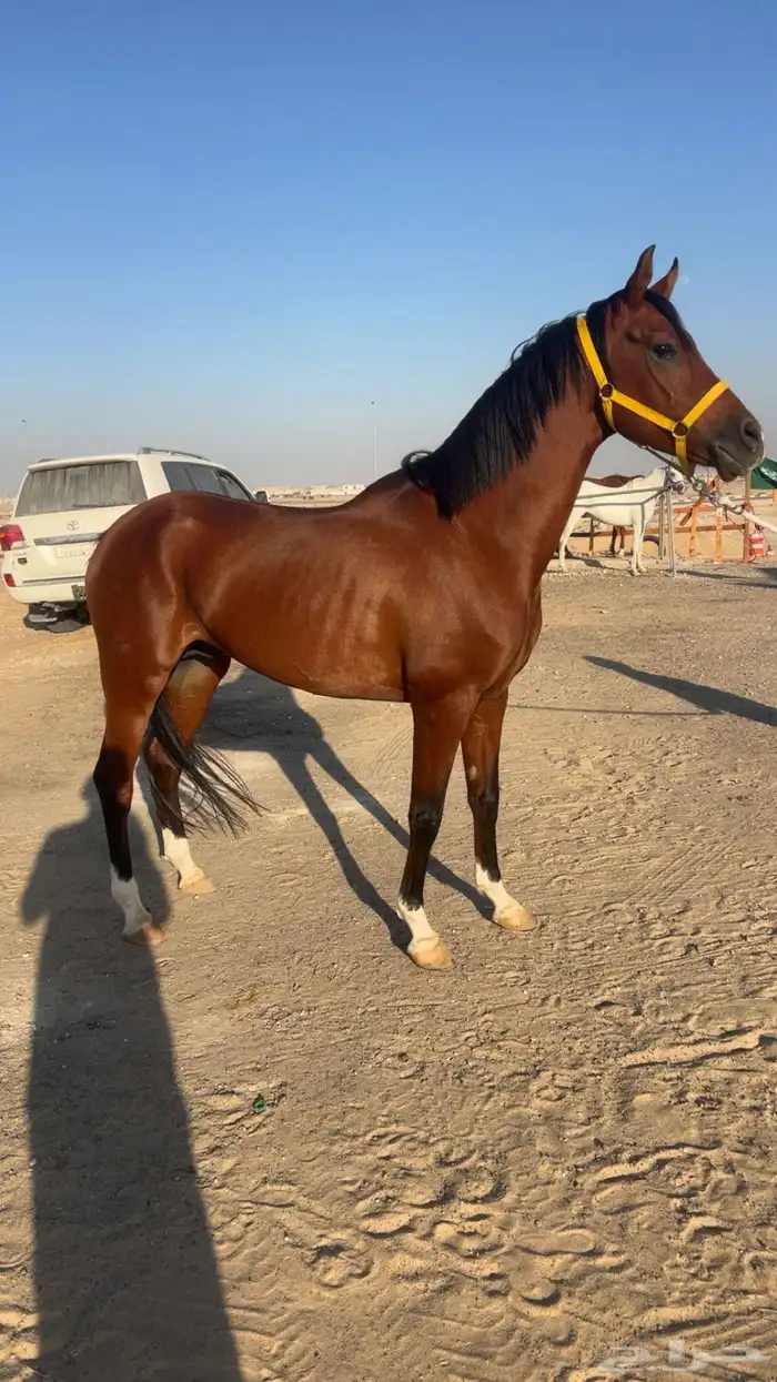 حصان شعبي كفو 2