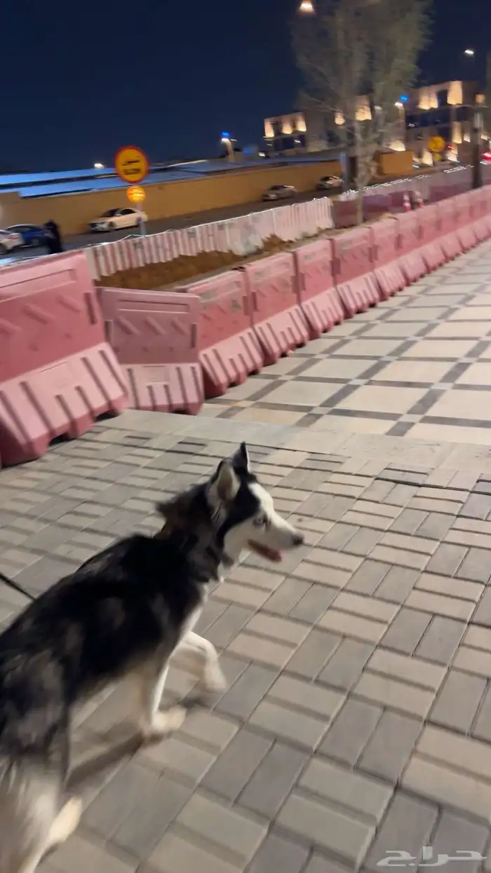 هاسكي للتبني 0