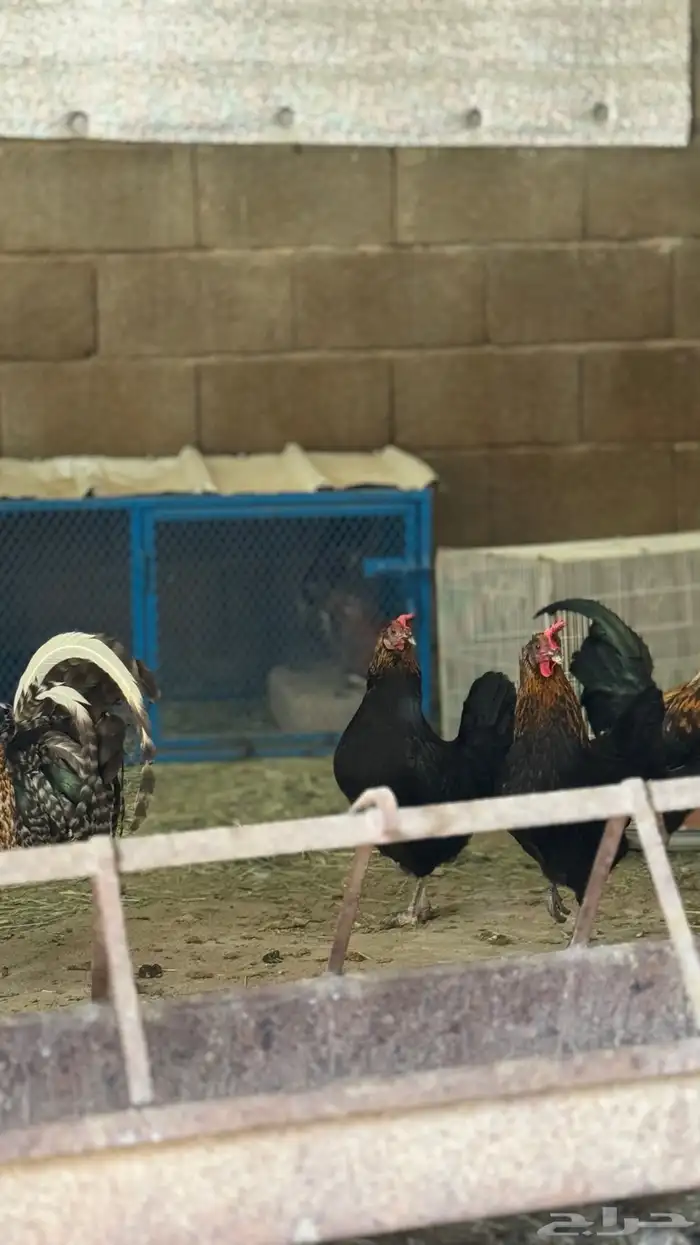 دجاجات بياضات 2