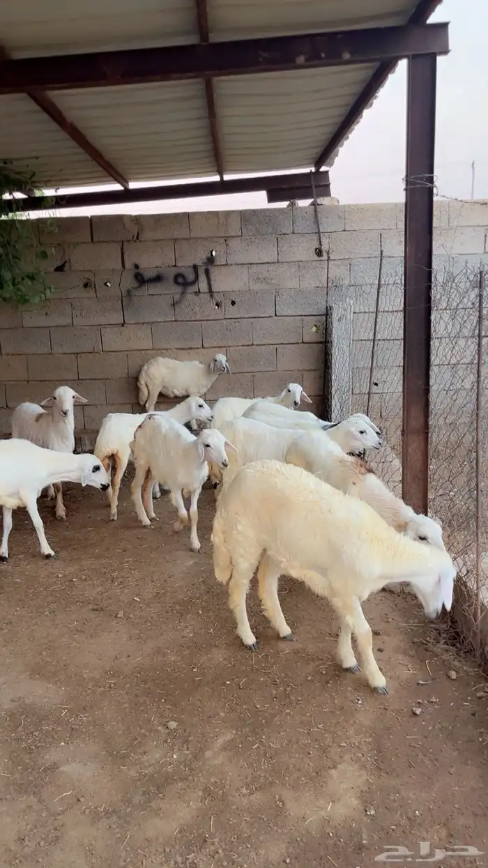 رخال وطليان 5