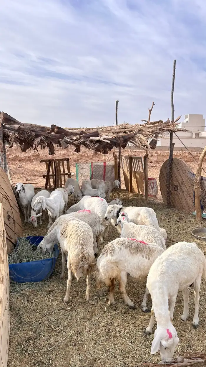 غنم حري للبيع 0