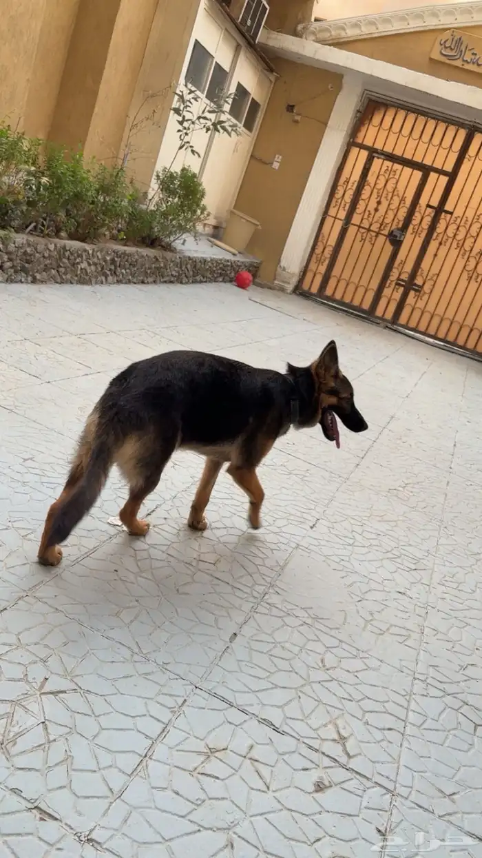 كلب جيرمان شيبرد 3