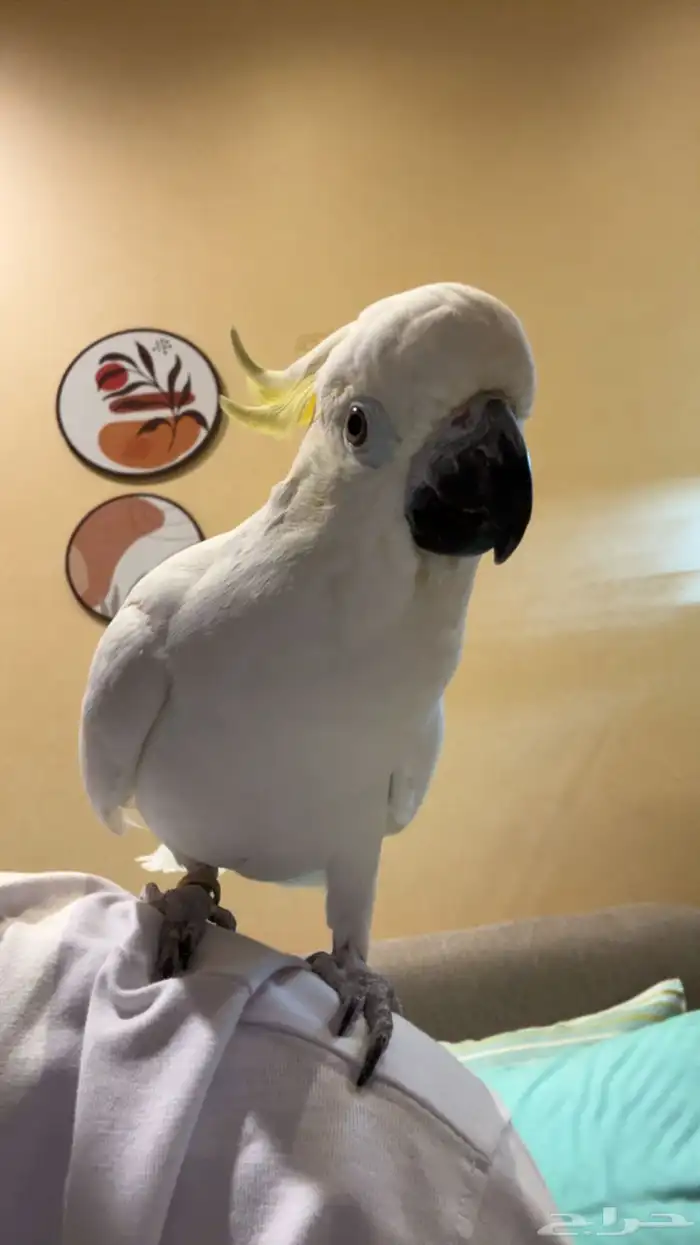 كوكاتو ليزر 0