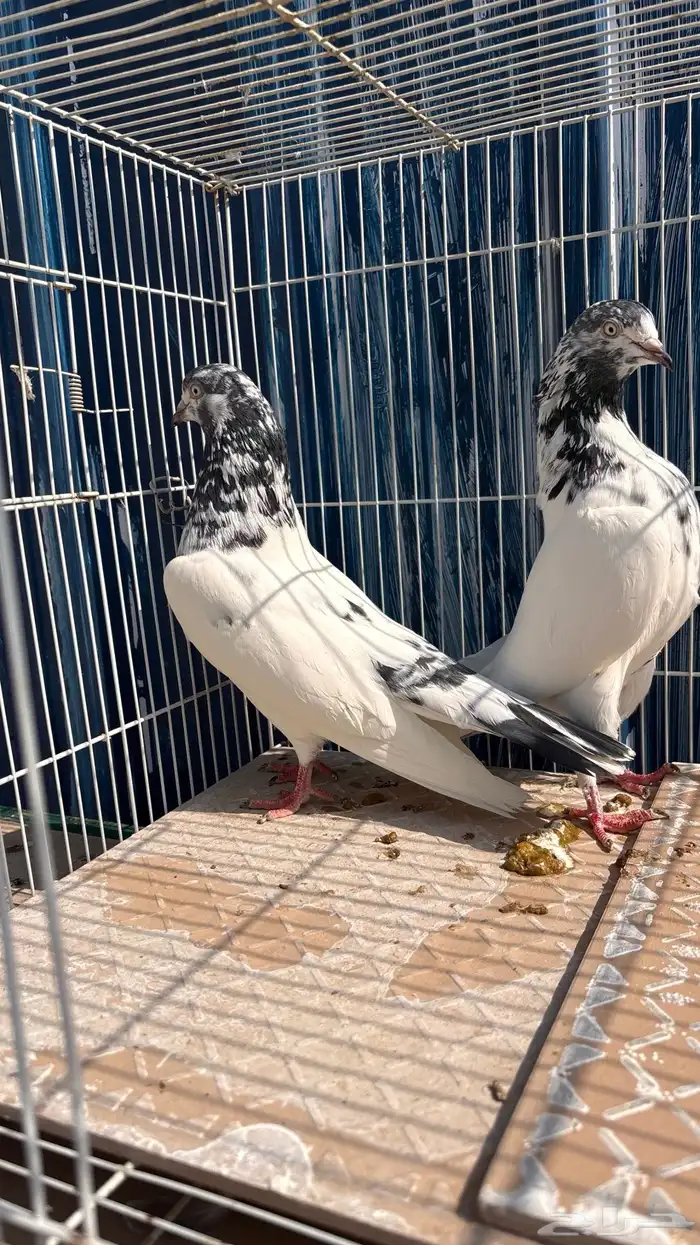 للبيع طبات تيدي جونسرة كوبرا فواخر 5