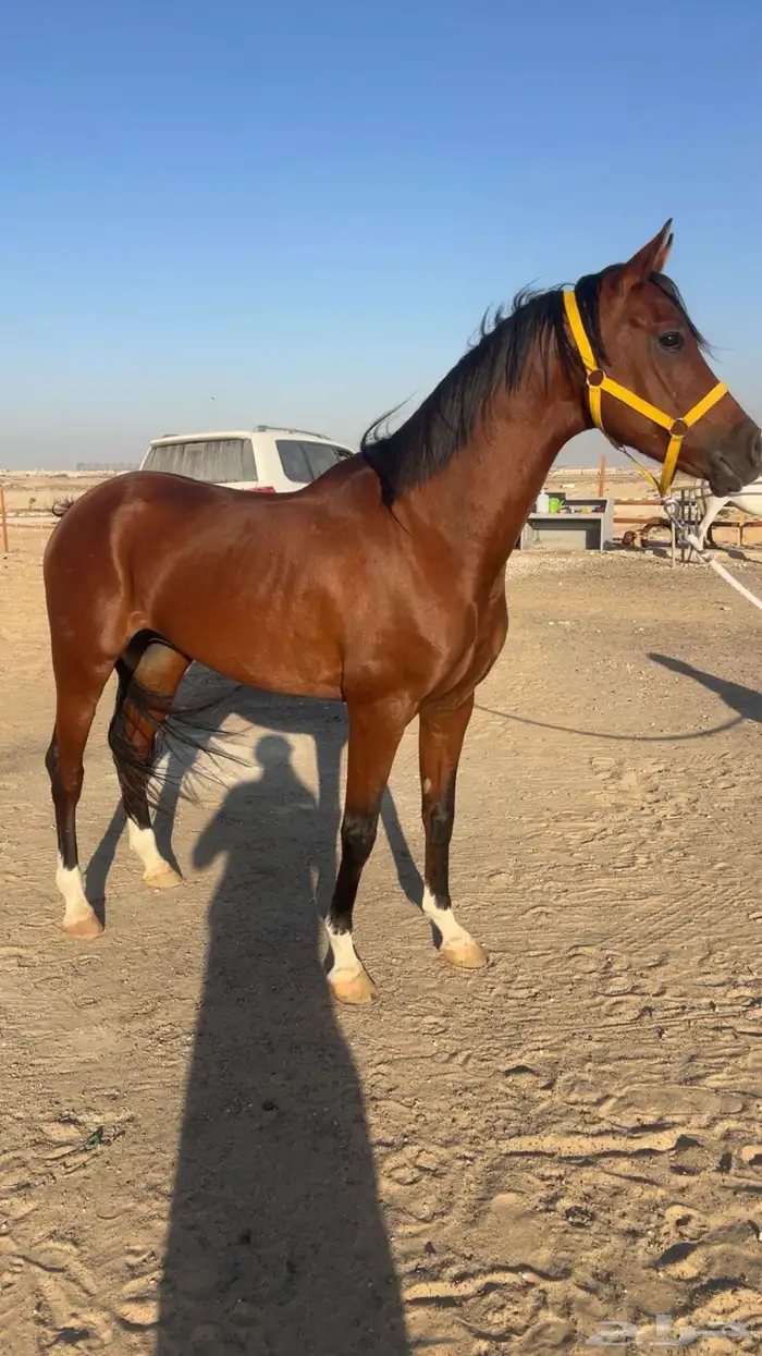 حصان شعبي كفو 1