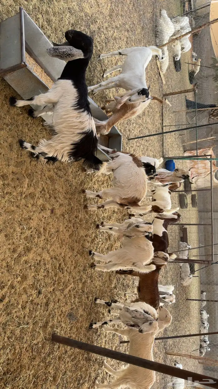 جفرات مشاريك بفحلها 3